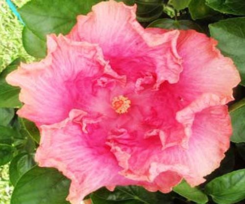 Anne Cheers Hibiscus
