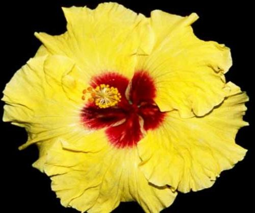 Lemon Empress Hibiscus Flower Australia