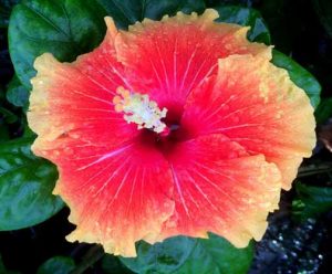 Tropical Island Red Hibiscus