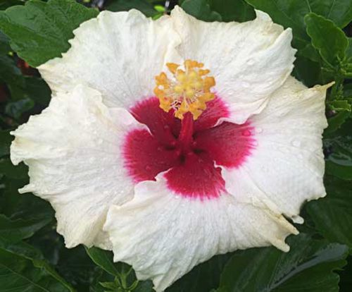 Tropical Island White hibiscus flower