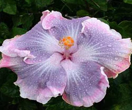 Tahitian Princess hibiscus flowers