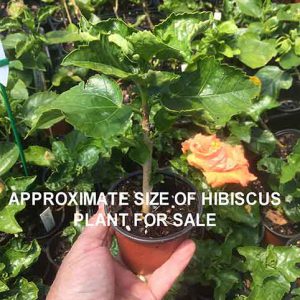 hibiscus plants for sale