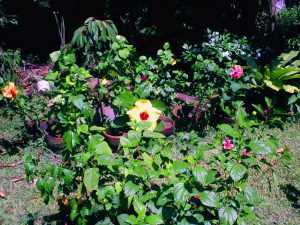hibiscus garden
