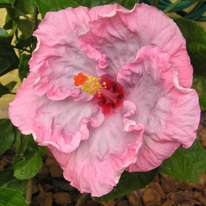 Close up of hibiscus flower called Lady Flo